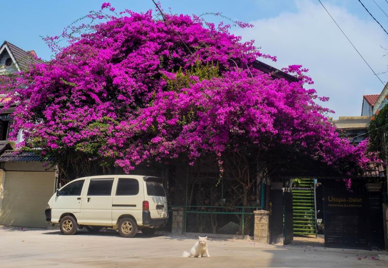 Du khách sẽ dễ dàng tìm thấy Utopia Homestay & Café, khi chỉ cách trung tâm Đà Lạt khoảng 2,5 km