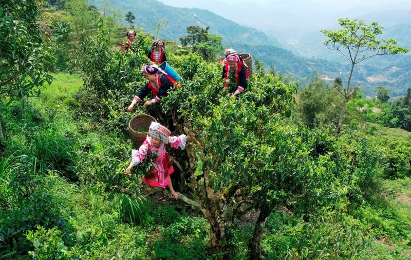 Chè Shan tuyết được thu hoạch khá công phu khi phải tìm những cây chè đại thụ, sau đó leo trèo lên hẳn cây, rồi mới chọn lọc và có thể hái được những búp chè non tươi và thơm nhất